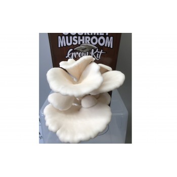 Mushroom Kit - White Oyster (Pleurotus Ostreatus) - FREE Shipping